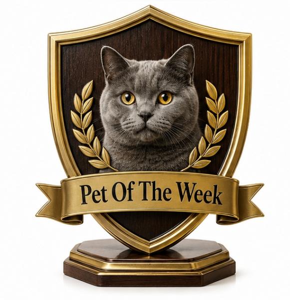 a pet of the week award